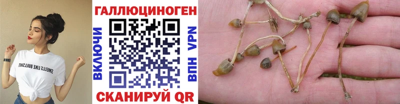 купить наркотики сайты  Якутск  Псилоцибиновые грибы Psilocybe 